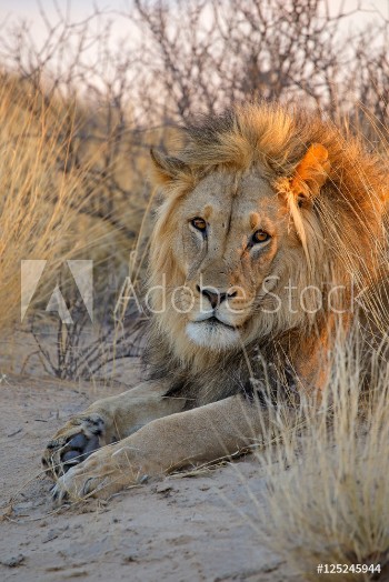 Picture of Big male African lion Panthera leo in early morning light Kalahari desert South Africa
